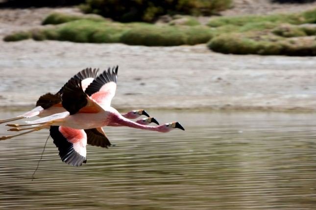 Flamengos. Machuca